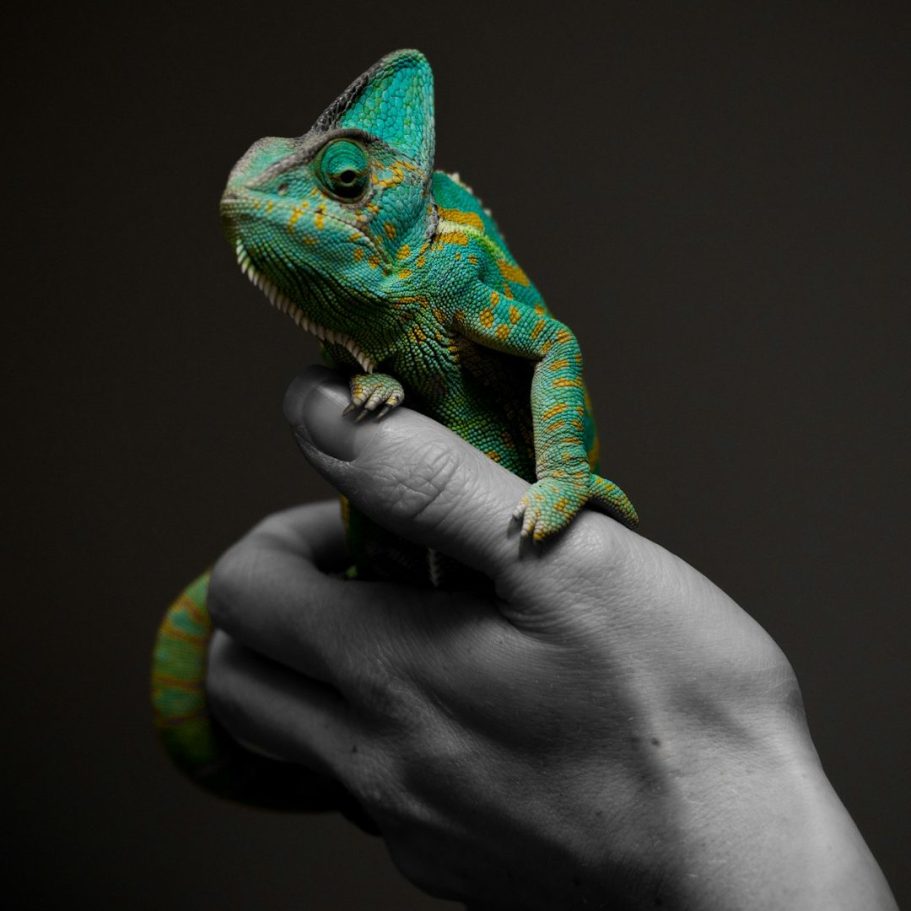 Un caméléon vert vibrant posé sur une main, avec un fond sombre.